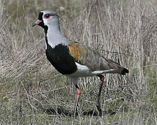 Southern Lapwing