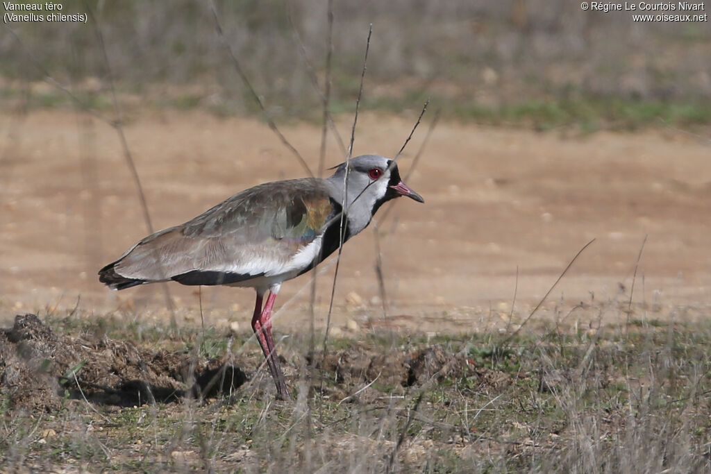 Southern Lapwing