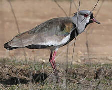 Southern Lapwing