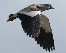 Southern Lapwing