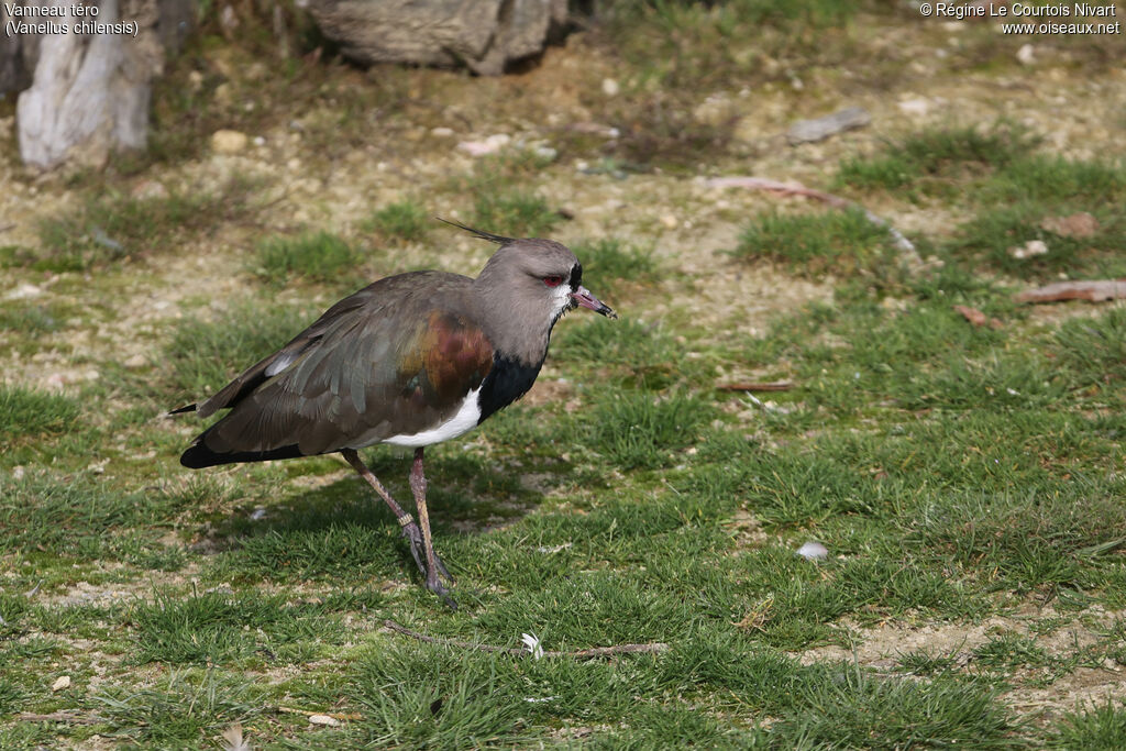 Southern Lapwing