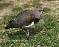 Southern Lapwing