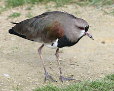 Southern Lapwing