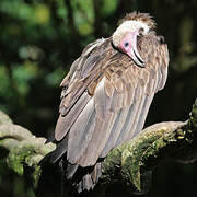 Hooded Vulture