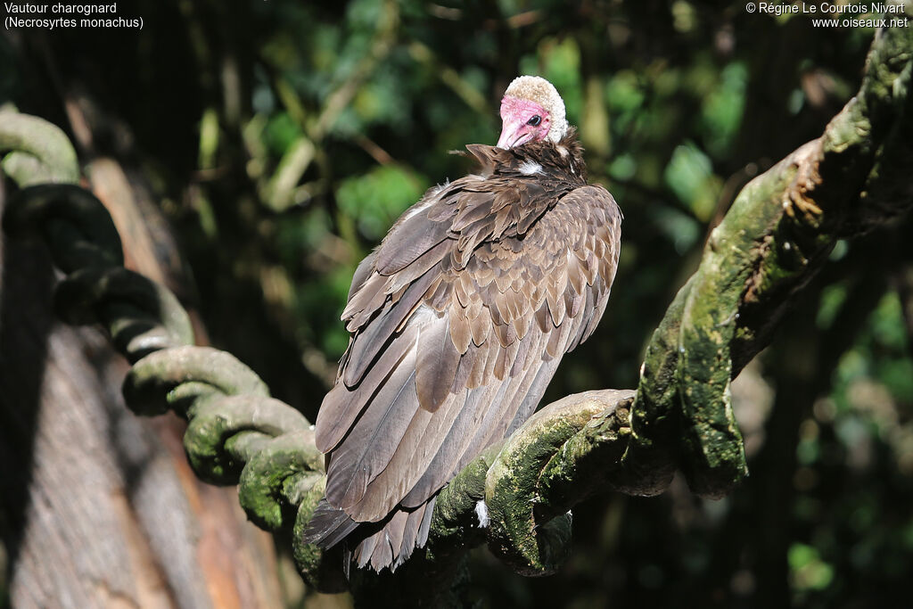 Vautour charognard