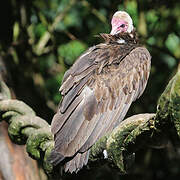 Hooded Vulture