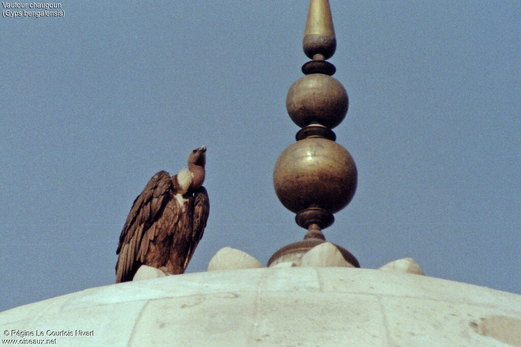 White-rumped Vulture