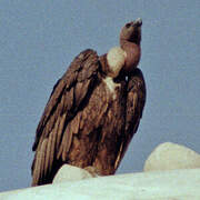 White-rumped Vulture