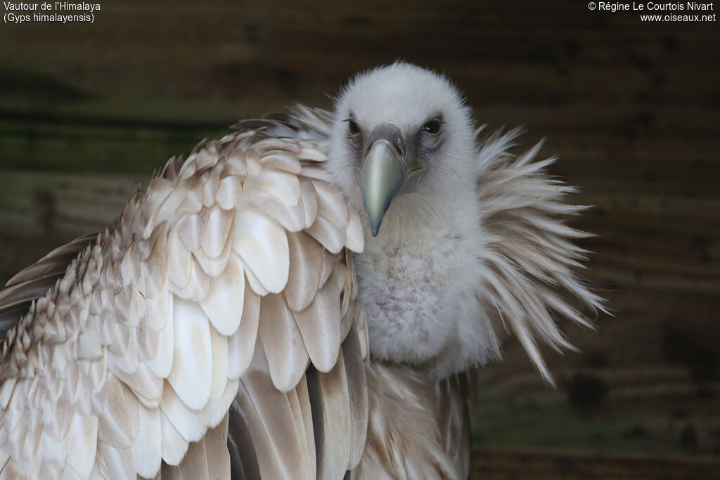 Himalayan Vulture
