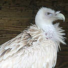 Vautour de l'Himalaya