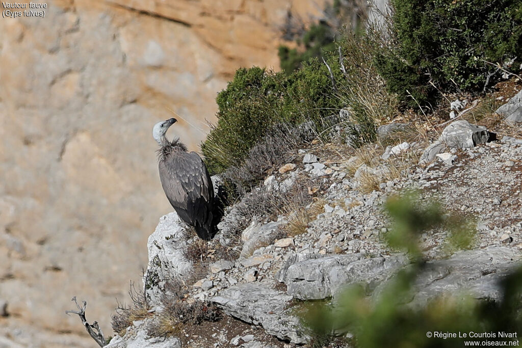 Griffon Vulture