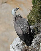 Griffon Vulture