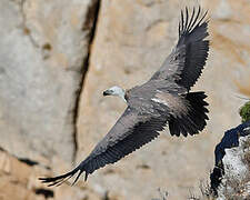 Griffon Vulture