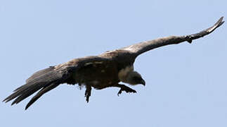 Griffon Vulture