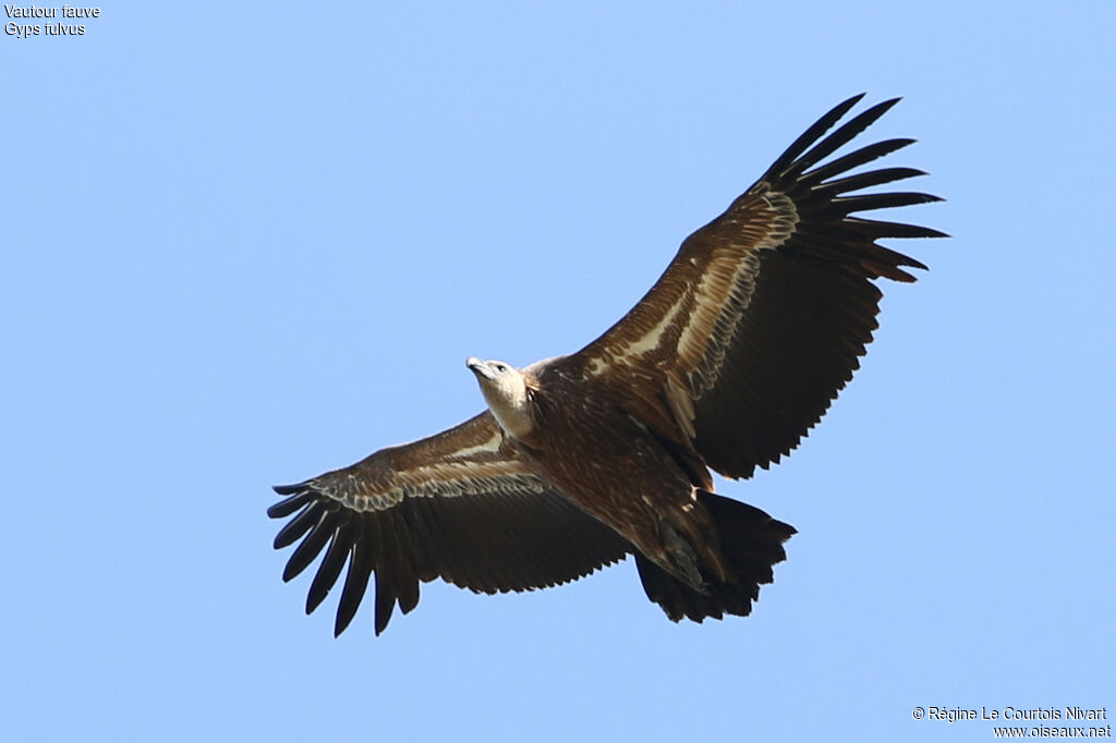 Vautour fauve