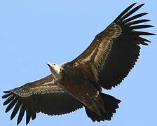 Griffon Vulture