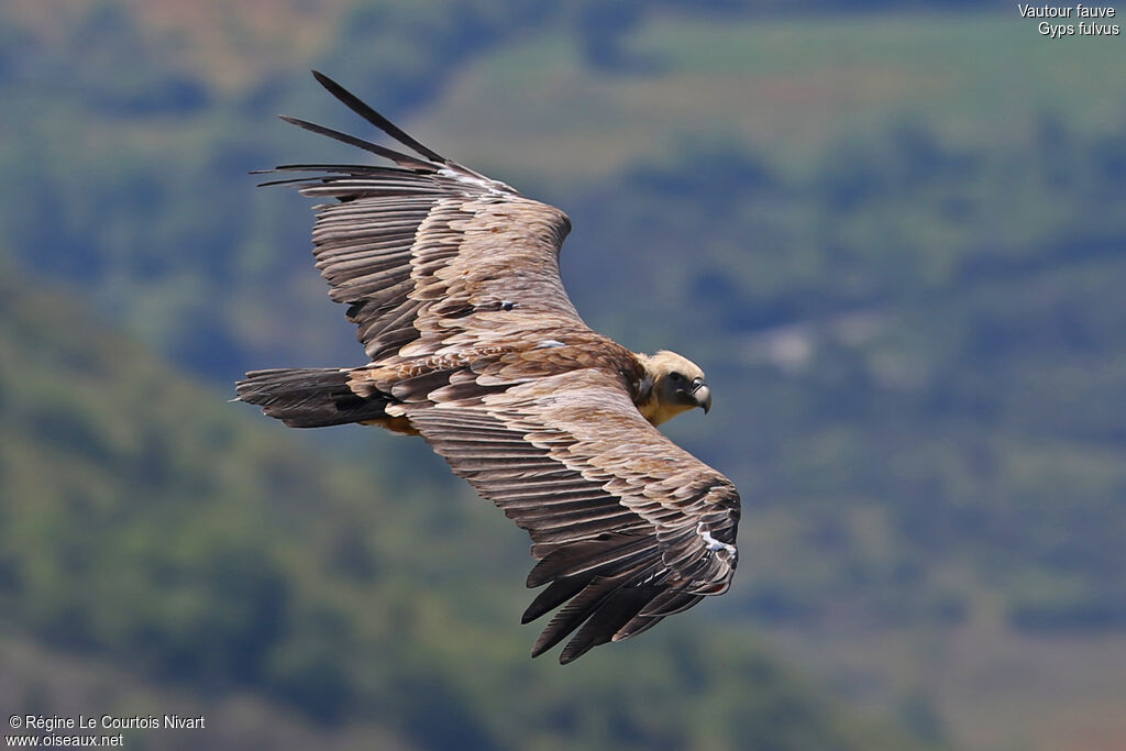 Griffon Vulture