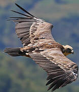 Griffon Vulture