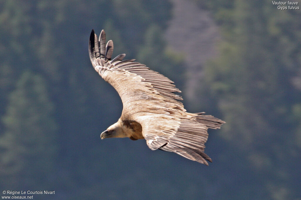 Vautour fauve