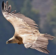 Griffon Vulture