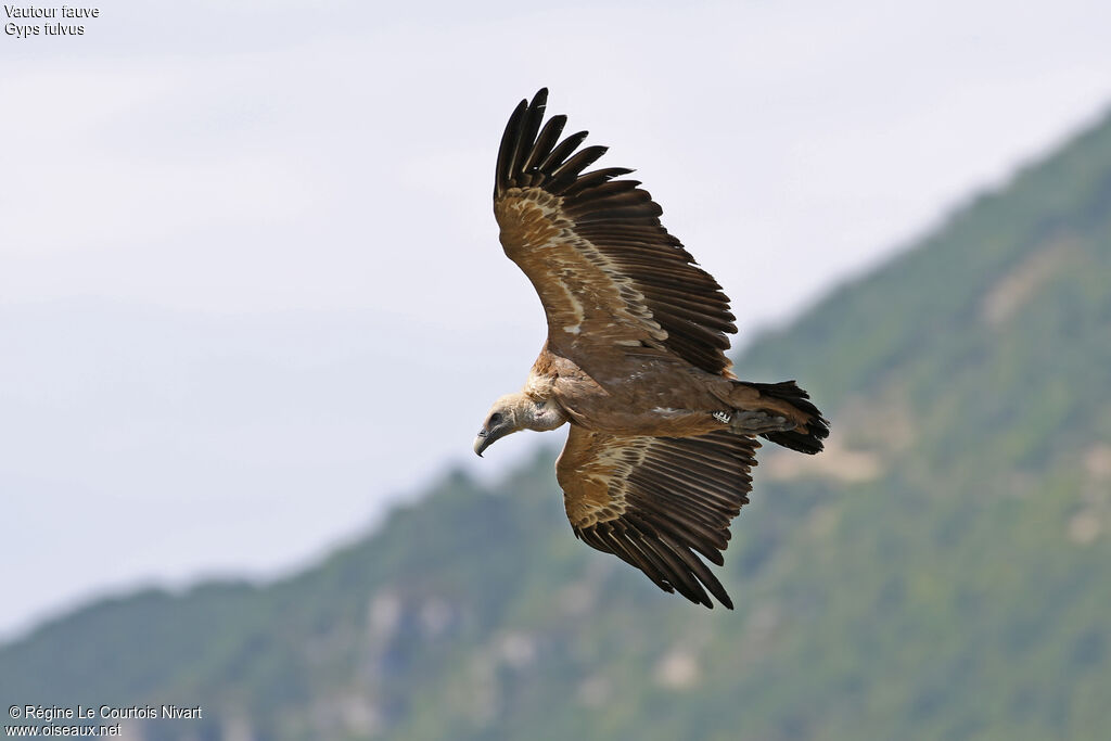 Vautour fauve