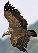 Griffon Vulture