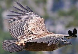 Griffon Vulture