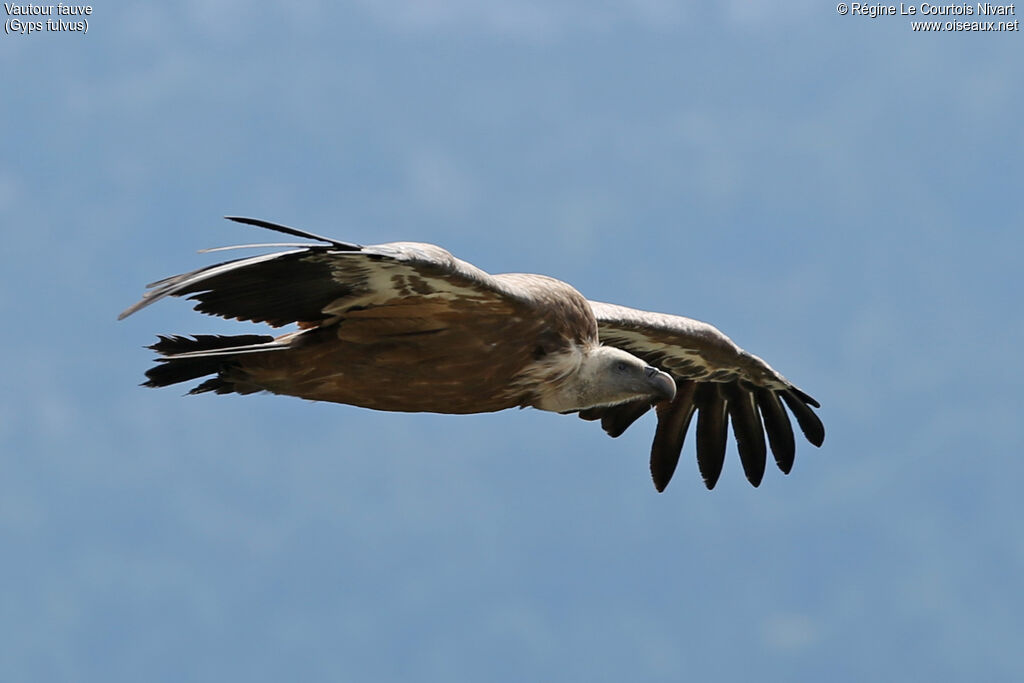 Griffon Vulture