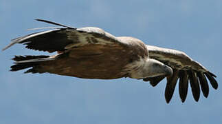 Griffon Vulture