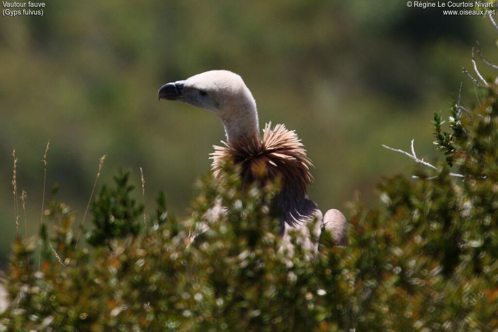 Griffon Vulture