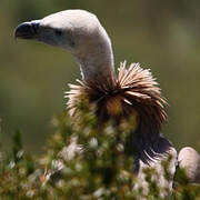 Griffon Vulture