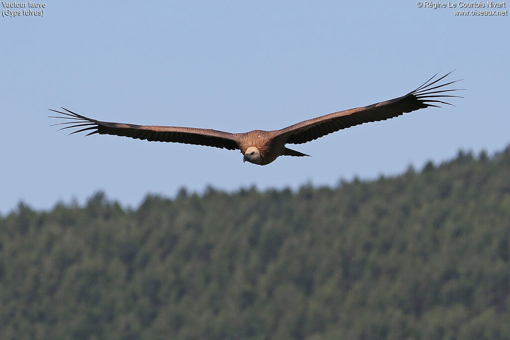 Griffon Vulture