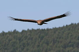 Vautour fauve