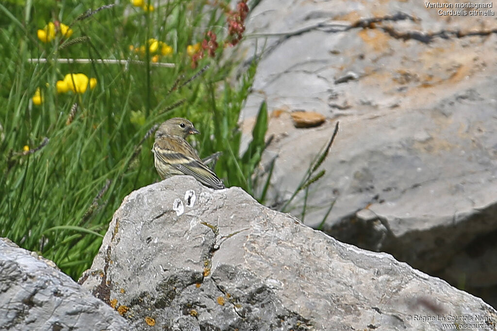 Citril Finchjuvenile