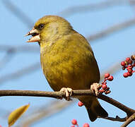 European Greenfinch