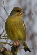 European Greenfinch