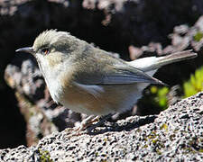 Reunion Grey White-eye