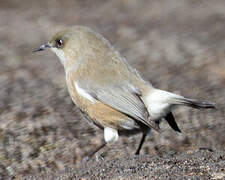 Reunion Grey White-eye