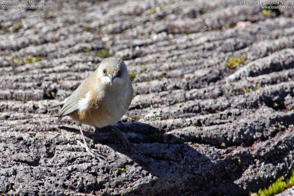 Reunion Grey White-eye