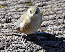 Reunion Grey White-eye