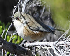 Reunion Grey White-eye