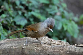 Rusty-fronted Barwing