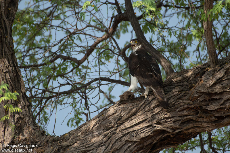 African Hawk-Eagleadult breeding, eats