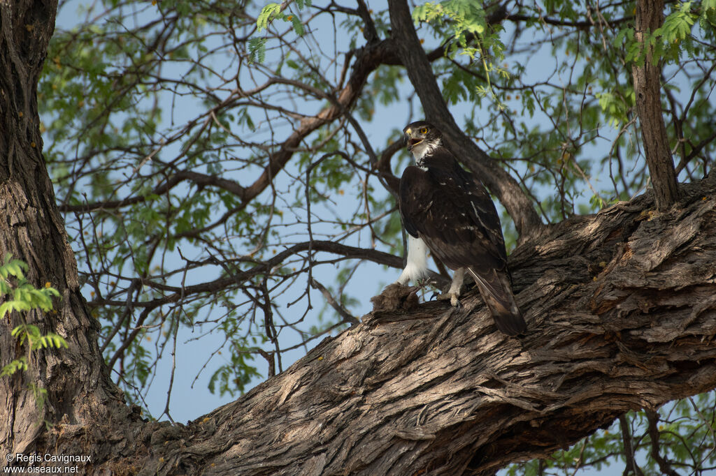 Aigle fasciéadulte nuptial, mange