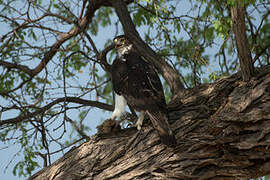 African Hawk-Eagle