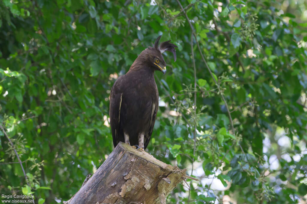 Aigle huppardadulte, identification