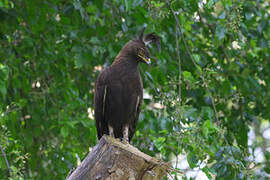 Long-crested Eagle