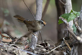 Rusty-capped Fulvetta