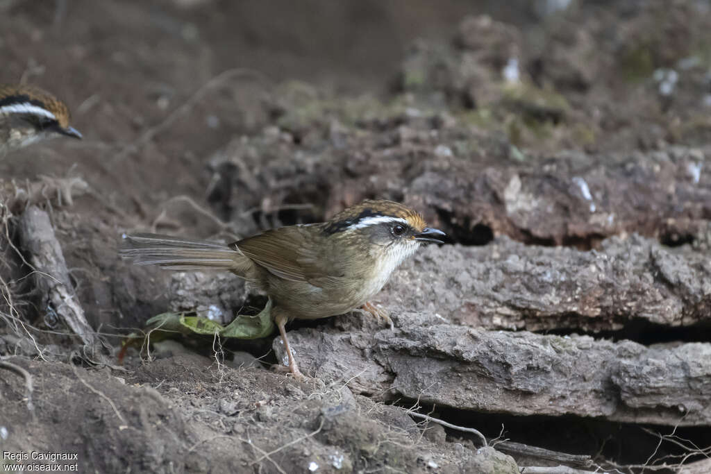 Rusty-capped Fulvettaadult