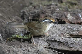 Rusty-capped Fulvetta